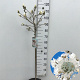 Magnolia stellata 60 cm stam 7,5L