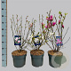 Magnolia stellata 70 cm stam 7,5L