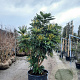 Mahonia media 'Charity' 200-250 cm container meerstammig extra