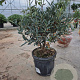 Olea europaea 30-40 cm 4,0L
