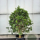 Osmanthus fragrans 175-200 cm container meerstammig