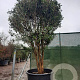 Osmanthus fragrans 400-450 cm container meerstammig
