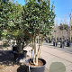 Osmanthus heterophyllus 200-250 cm container 80 stam