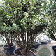 Osmanthus heterophyllus 200-250 cm container 80 stam