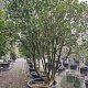 Osmanthus heterophyllus 250-300 cm container meerstammig