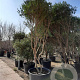 Osmanthus heterophyllus 300-350 cm container paraplukroon