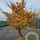 Parrotia persica 250-300 cm draadkluit meerstammig 175-200 diameter