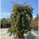 Parrotia persica 'Pendula' 200-250 cm container solitair