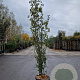 Parrotia persica Persian Spire 250-300 cm cont. 70L