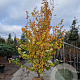 Parrotia persica 'Vanessa' 300-350 cm draadkluit extra verplant