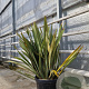 Phormium tenax 60-80 cm 30L