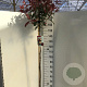 Photinia fraseri 'Red Robin' 150 cm stam 10L