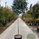 Photinia fraseri 'Red Robin' 180 cm stam container 20-25