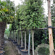 Quercus ilex 180 cm stam container 25-30
