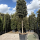 Quercus ilex 180 cm stam container 30-35