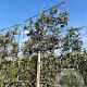 Quercus ilex 200 cm stam container 8-10 lei 150x120