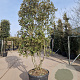 Quercus ilex 250-300 cm container meerstammig 