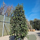 Quercus ilex 200-250 cm cont. 130L meerstammig