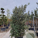 Quercus ilex 200-250 cm cont. 150L meerstammig