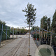 Quercus ilex 180 cm stam container 8-10