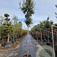 Quercus ilex 180 cm stam container 10-12 hoge lei