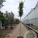 Quercus ilex 180 cm stam container 14-16