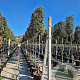 Quercus ilex 200 cm stam container 18-20