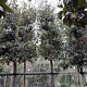 Quercus ilex 200 cm stam container 20-25 leiboom