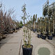 Quercus suber 150-175 cm 45L meerstammig solitair