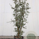 Quercus suber 300-350 cm container meerstammig
