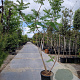 Rhus typhina 'Dissecta' 250-300 cm 35L