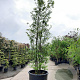 Sycoparrotia semidecidua 350-400 cm container meerstammig