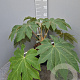 Tetrapanax papyrifer 'Rex' 40-60 cm 10L