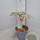 Tetrapanax papyrifer 'Rex' GM C3