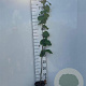 Tilia cordata 80-100 cm 2,0L