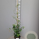 Trachelospermum jasminioides 'Star of Sicily' 125-150 cm 4,0L