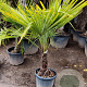 Trachycarpus fortunei 50 cm stam container