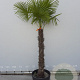 Trachycarpus fortunei 100 cm stam container