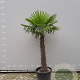 Trachycarpus fortunei 120 cm stam container