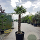 Trachycarpus fortunei 140 cm stam container
