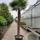 Trachycarpus fortunei 210 cm stam container