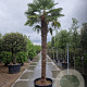 Trachycarpus fortunei 280 cm stam container