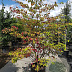 Cornus controversa 200-250 cm container meerstammig extra