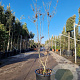 Cornus florida rubra 125-150 cm 30L