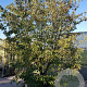 Cornus kousa chinensis 400-450 cm container meerstammig