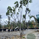 Ficus carica 200-250 cm container meerstammig extra