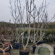 Ficus carica 300-350 cm container meerstammig
