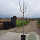 Ficus carica 180 cm stam container 10-12 hoge lei