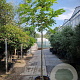 Ficus carica 180 cm stam container 10-12 hoge lei
