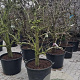 Pyrus c. 'Conference' 30-40 cm cont. 130L solitair najaarspotting
